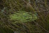 Equisetum arvense