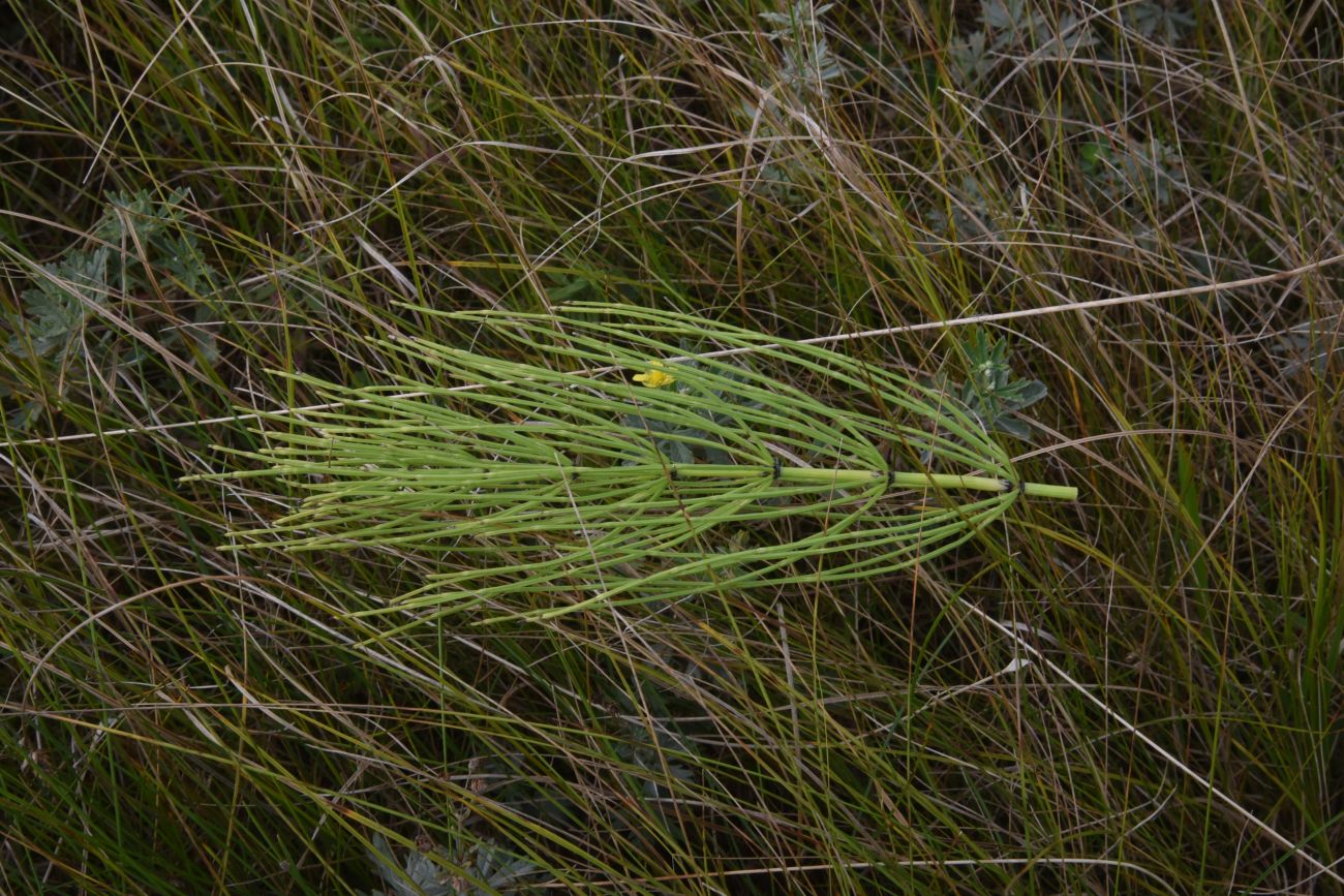 Image of genus Equisetum specimen.