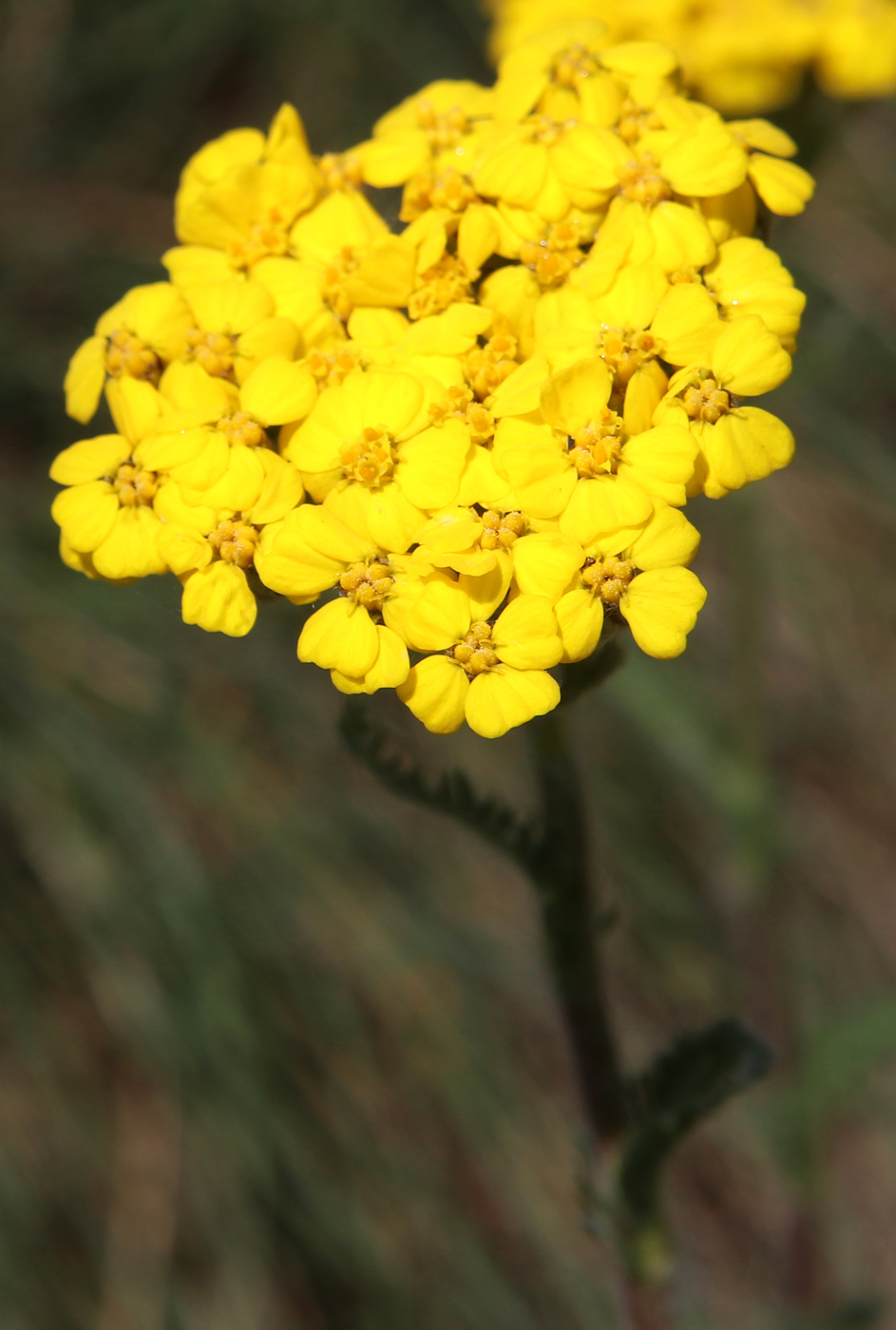 Изображение особи Achillea tomentosa.