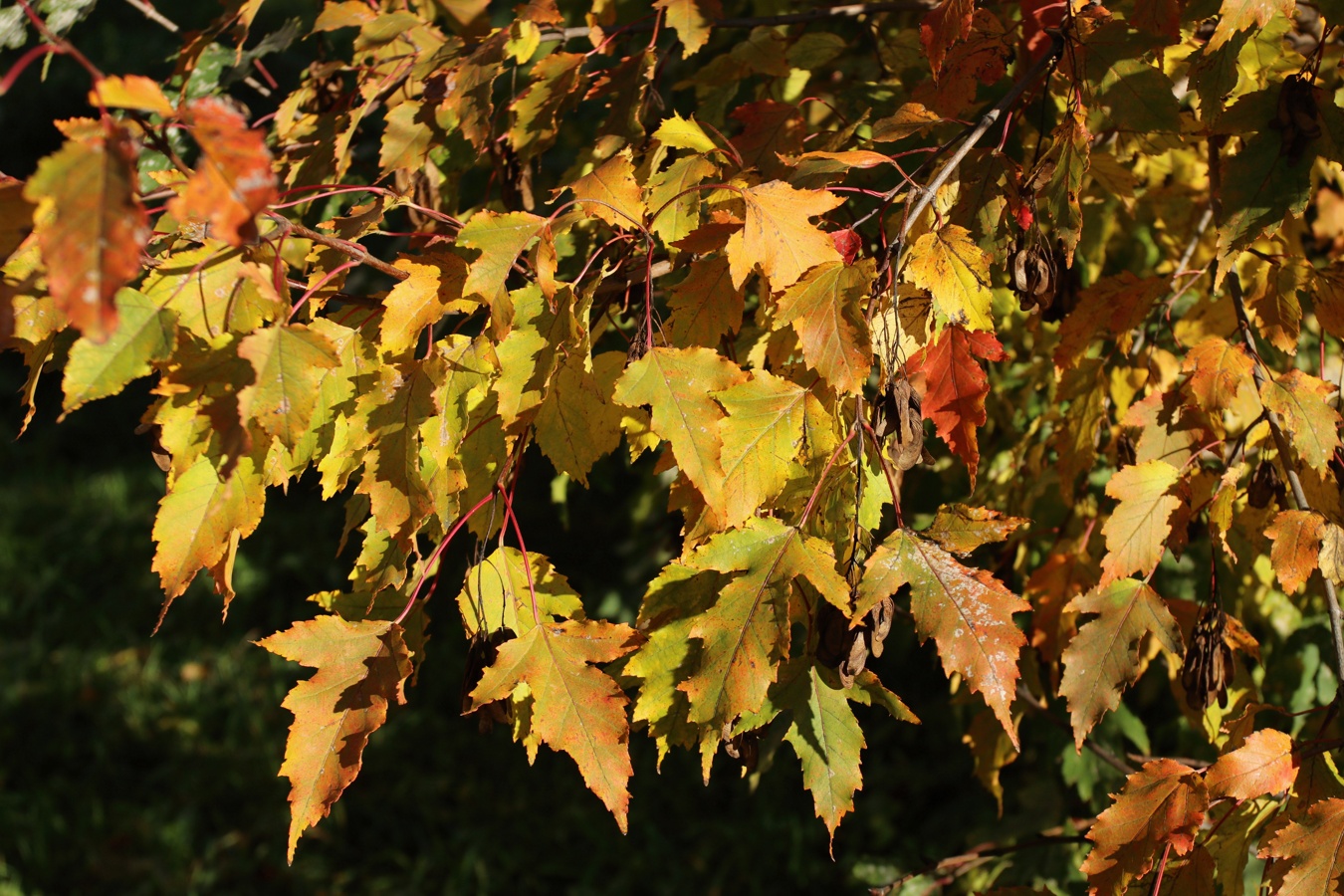 Image of Acer ginnala specimen.