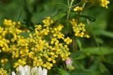 familia Brassicaceae. Цветки. Чечня, Шаройский р-н, долина р. Цесиахк, рядом с домом Мансура, выс. ок. 1500 м н.у.м., луг. 27 июня 2024 г.