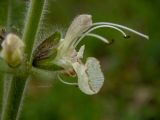 Salvia austriaca. Цветок. Крым, городской округ Алушта, окр. Ангарского перевала, поляна в лесу. 27.05.2024.