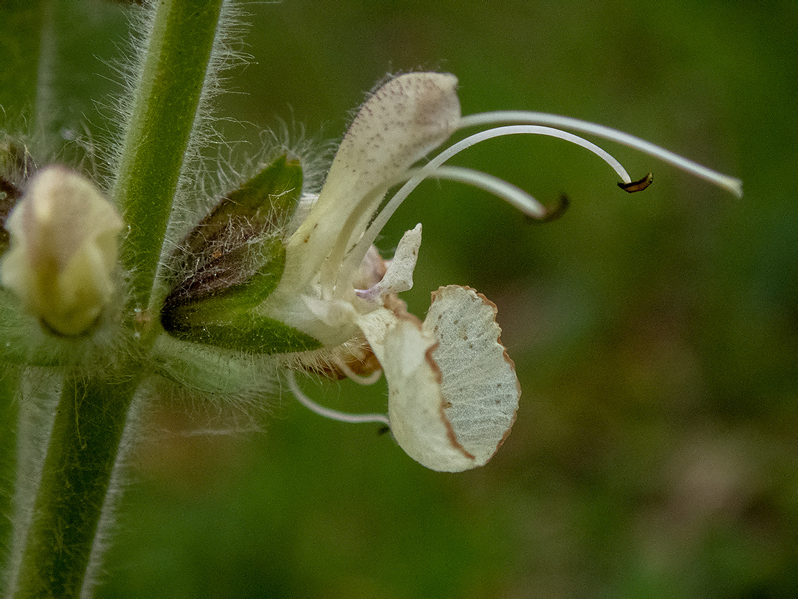 Image of Salvia austriaca specimen.