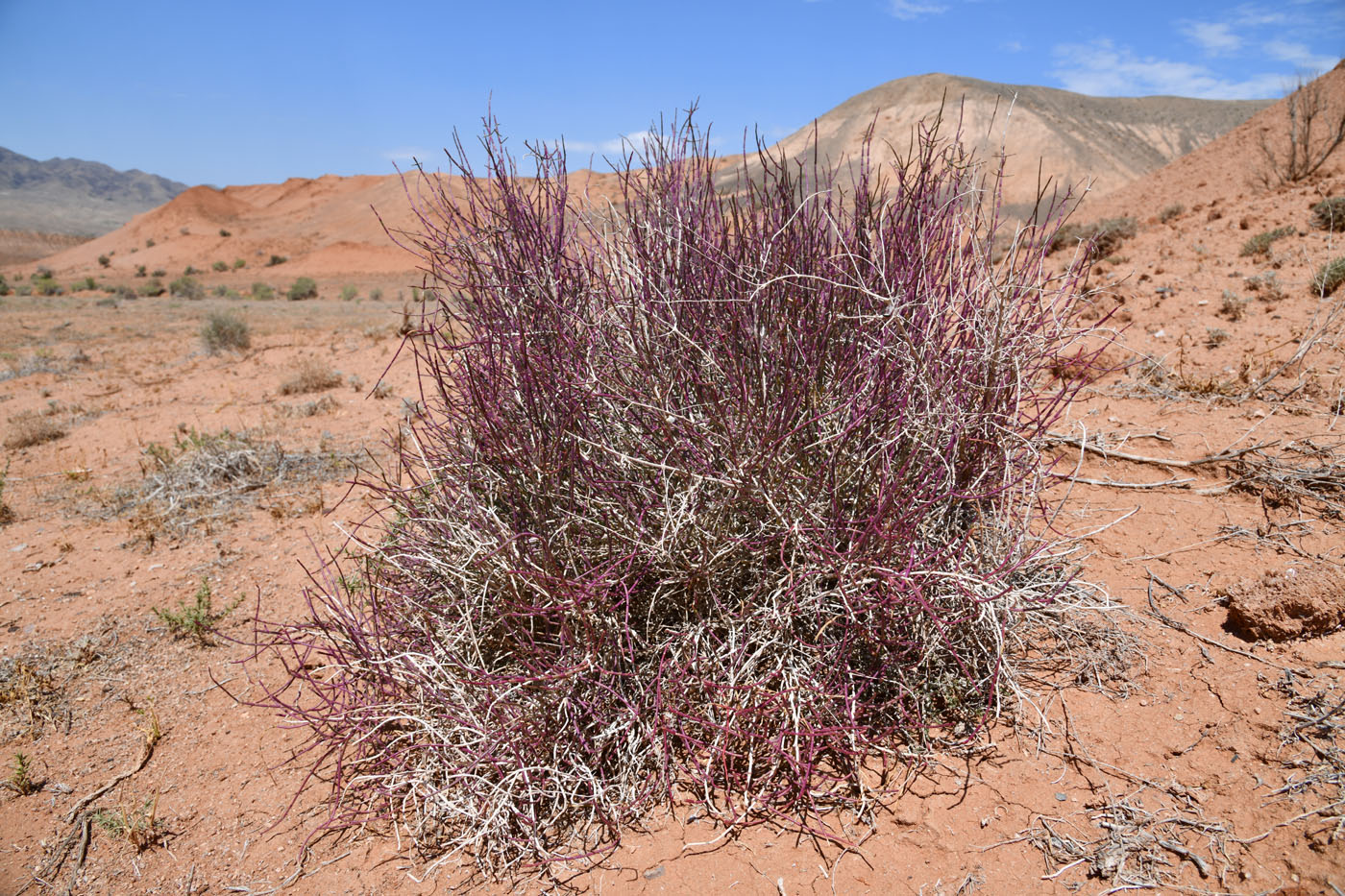 Image of Arthrophytum balchaschense specimen.