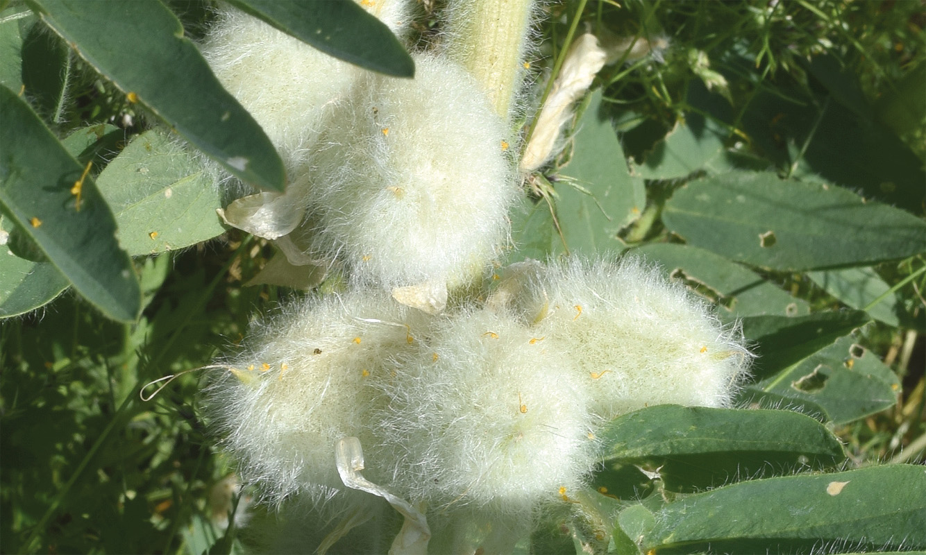 Image of Astragalus sieversianus specimen.