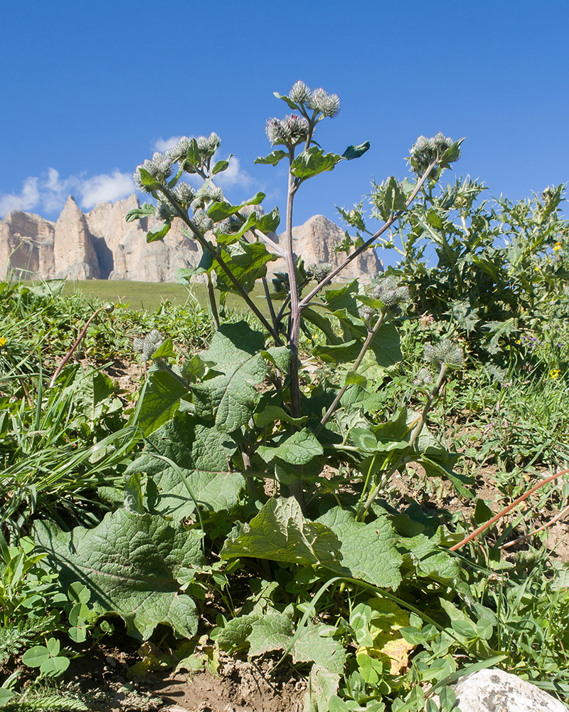 Изображение особи род Arctium.