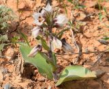 Rhinopetalum stenantherum