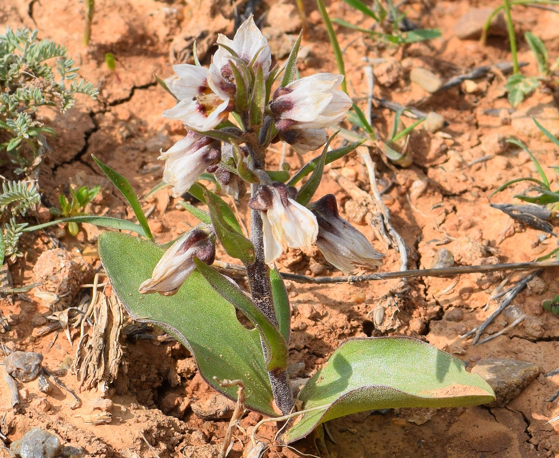 Изображение особи Rhinopetalum stenantherum.