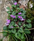 Cyclamen coum