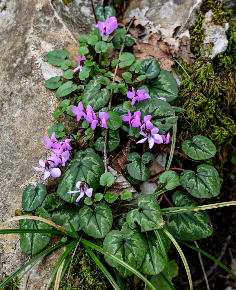 Изображение особи Cyclamen coum.