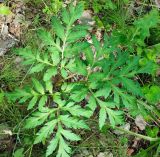 Смотреть изображение Pleurospermum uralense