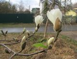 View full-size image Magnolia kobus