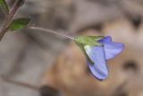 View full-size image Veronica umbrosa