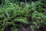 View full-size image Pteridium aquilinum