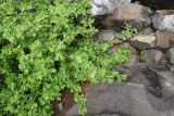 View full-size image Ribes alpinum