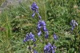 View full-size image Aconitum cymbulatum
