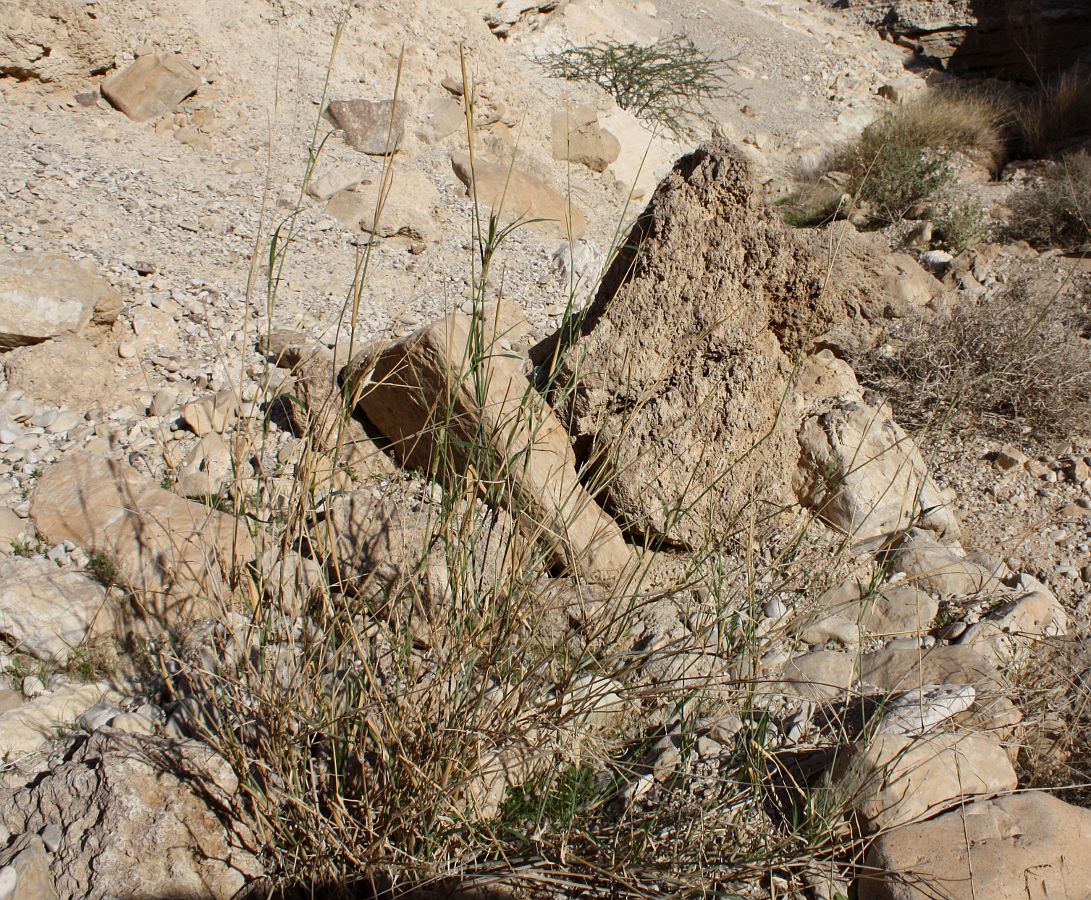 Image of Panicum turgidum specimen.