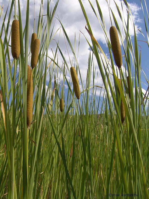 Image of Typha tichomirovii specimen.