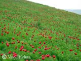 Paeonia tenuifolia