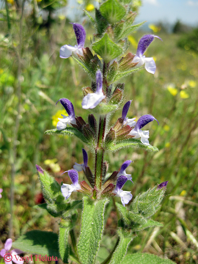 Image of Salvia viridis specimen.