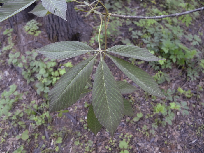 Image of Aesculus glabra specimen.