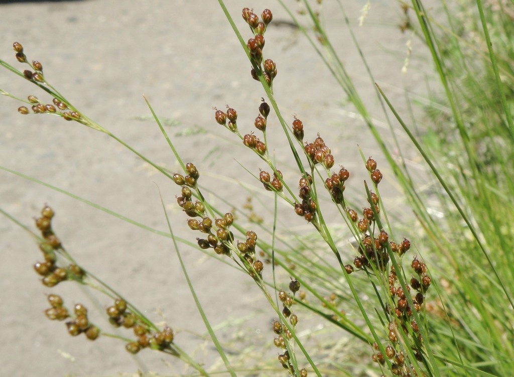 Изображение особи Juncus compressus.