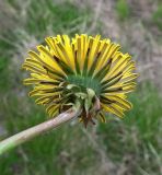 род Taraxacum. Соцветие. Кольский п-ов, Восточный Мурман, пос. Дальние Зеленцы. 18.06.2011.