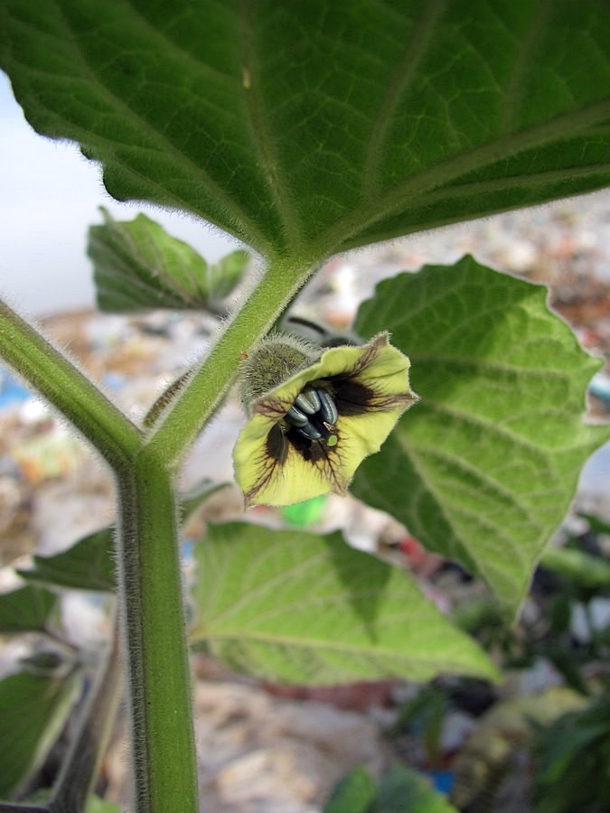 Image of Physalis peruviana specimen.