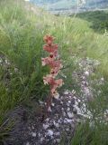 Orobanche alba