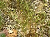 Stizolophus balsamita. Цветущие растения. Копетдаг, Чули. Май 2011 г.
