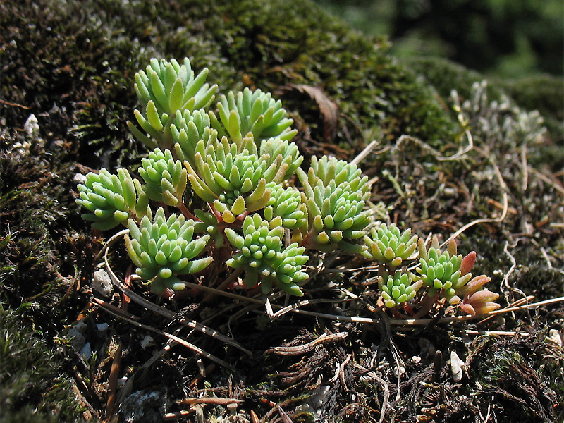 Image of Sedum antiquum specimen.