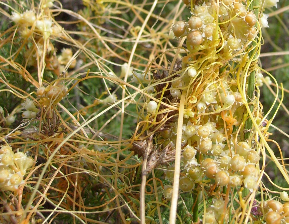 Image of Cuscuta cesatiana specimen.