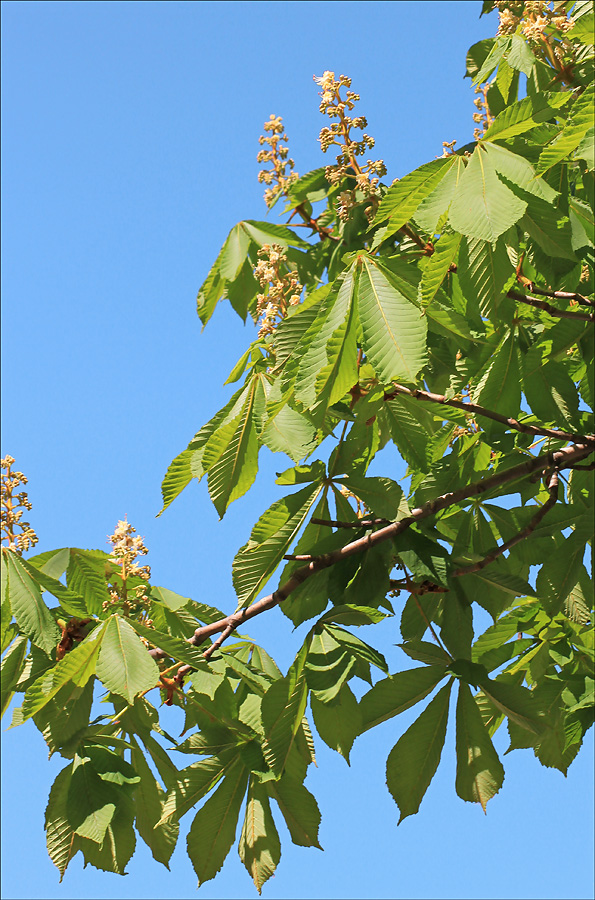 Image of Aesculus hippocastanum specimen.