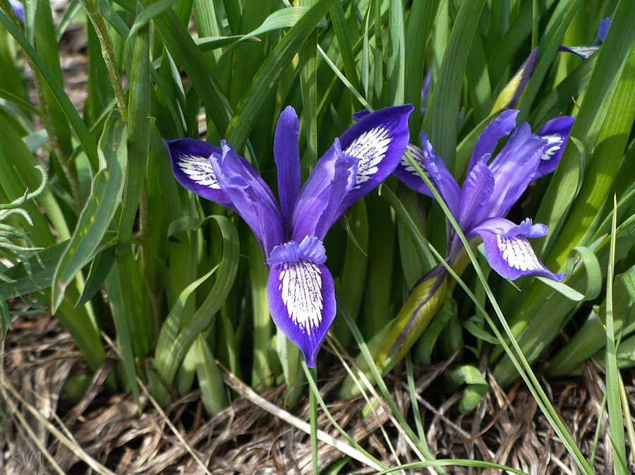 Image of Iris ruthenica specimen.