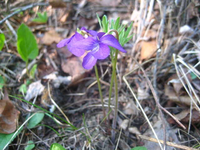 Image of Viola dissecta specimen.