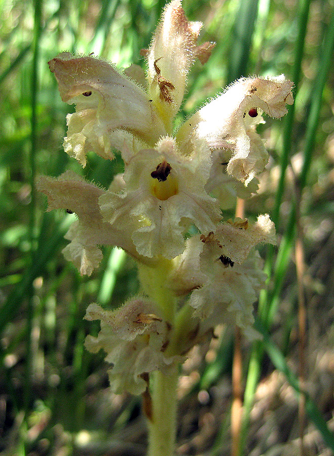 Изображение особи Orobanche caryophyllacea.