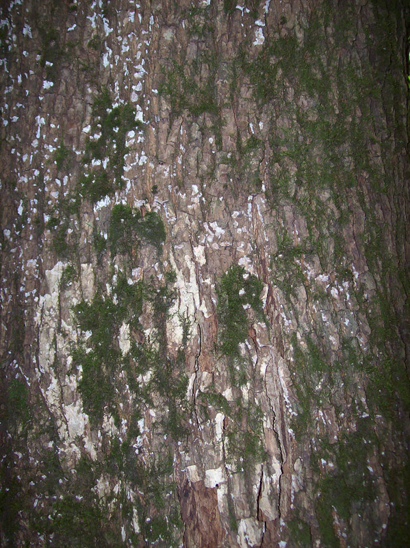 Image of Acer platanoides specimen.