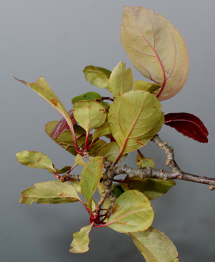 Image of genus Malus specimen.