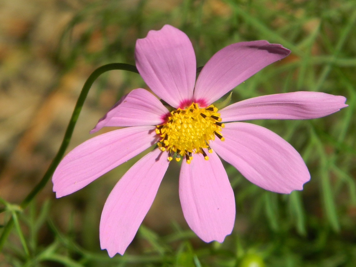 Изображение особи Cosmos bipinnatus.