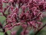 Eupatorium purpureum