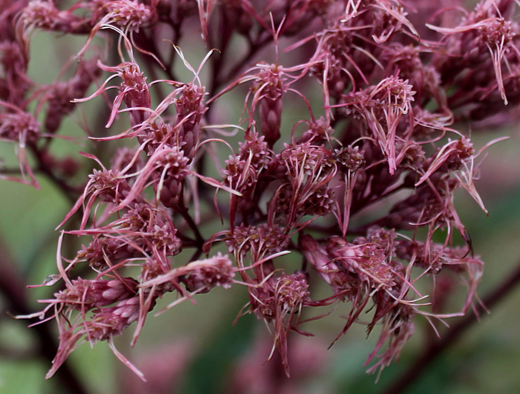 Изображение особи Eupatorium purpureum.