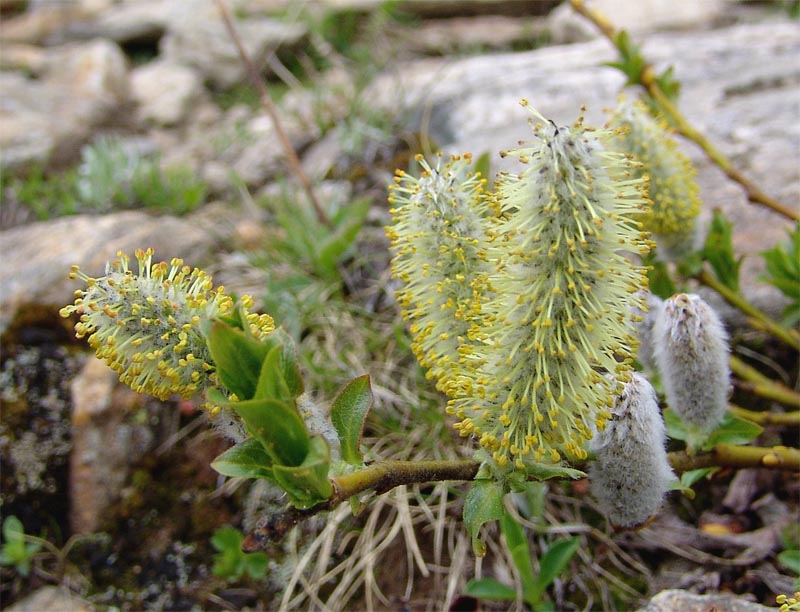 Image of Salix kazbekensis specimen.