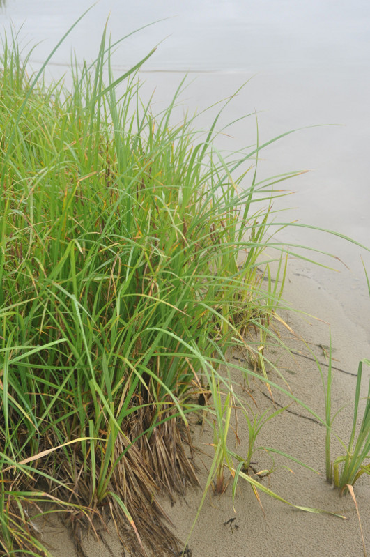 Image of Carex cryptocarpa specimen.