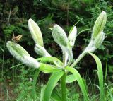 Lilium pensylvanicum. Верхушка расцветающего растения. Иркутская обл., окр. г. Бодайбо, левый борт долины р. Витим. 04.07.2012.