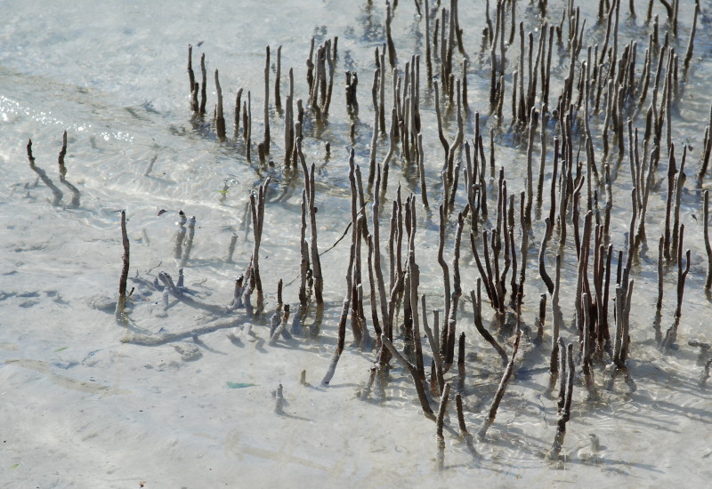 Image of Avicennia marina specimen.