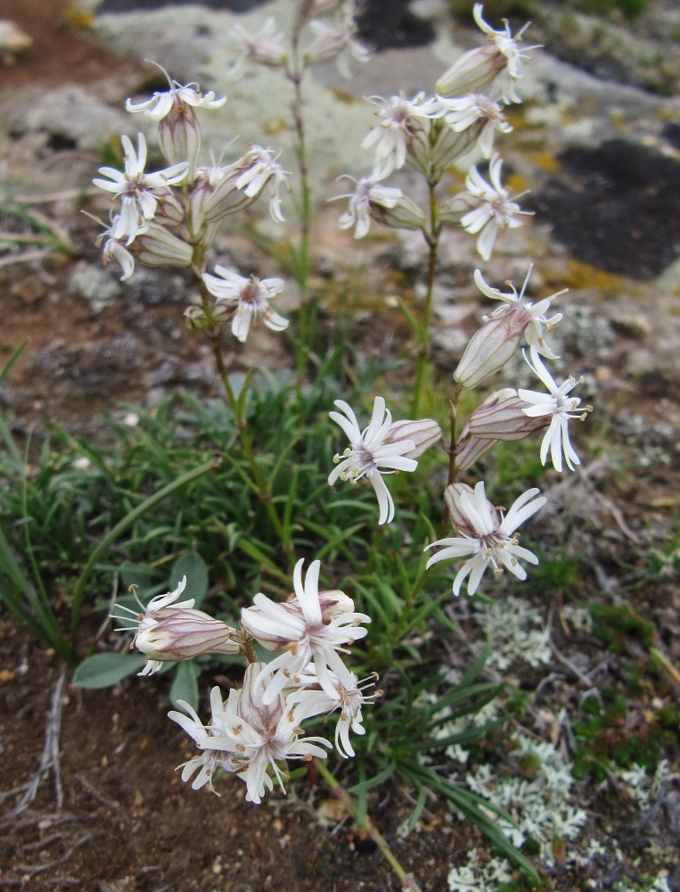 Изображение особи Silene turczaninovii.