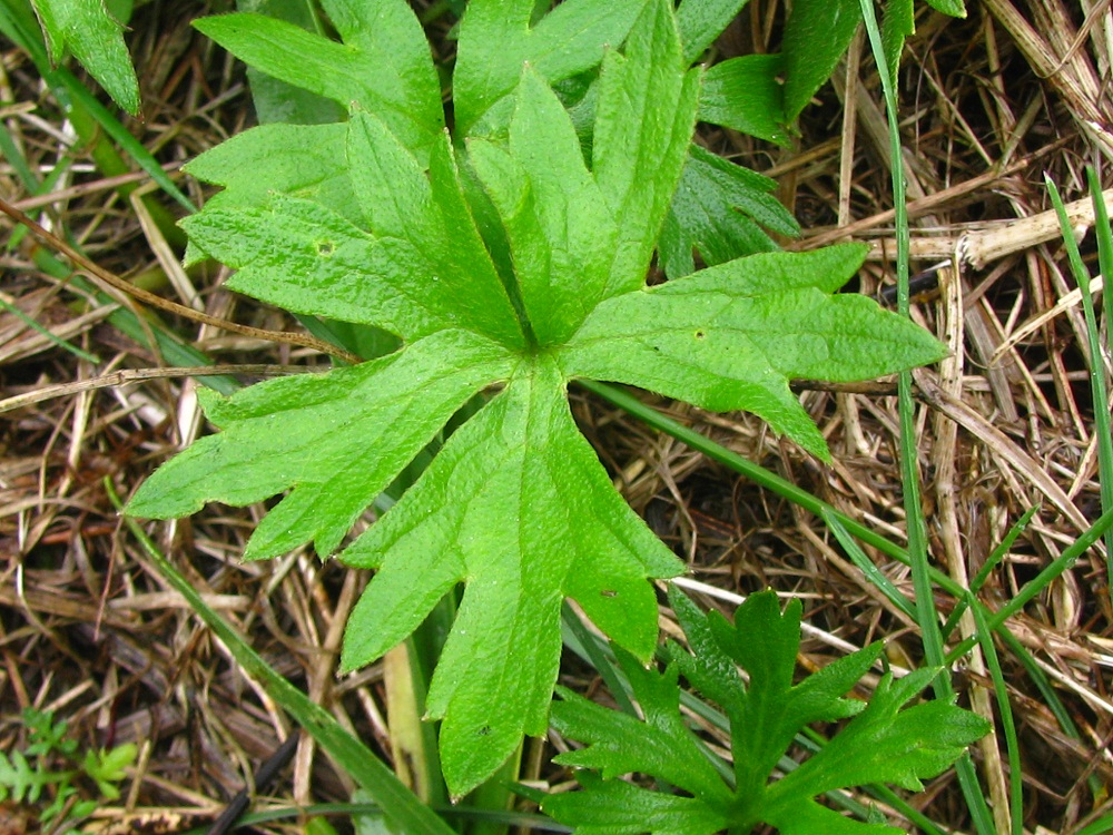 Изображение особи Ranunculus acris.