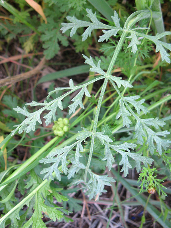 Image of Malabaila secacul specimen.