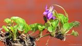 Viola × vindobonensis. Цветущее выкопанное растение. Ростовская обл., г. Таганрог. 05.04.2013.