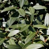 Osmanthus × burkwoodii. Листья. Германия, г. Krefeld, ботанический сад. 07.04.2013.